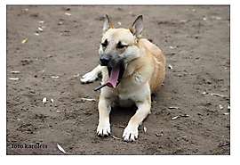 Pies do adopcji_1: Zdjęcie przedstawia psa o jasnej sierści leżacego na ziemi.
