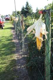 Dożynki Gminne Święcia 2011: Zdjęcie przedstawia kolbę kukurydzy zawieszonej na ogrodzeniu