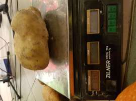Pyrczok 2016_8:zdjęcie przedstawia:ziemniaka na wadze